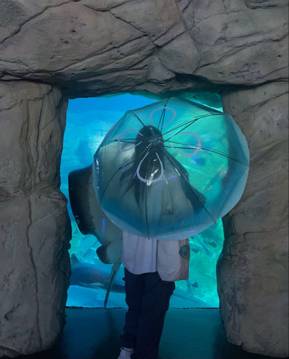 مضله قنديل البحر